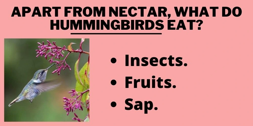 Apart From Nectar, What DO Hummingbirds Eat?
