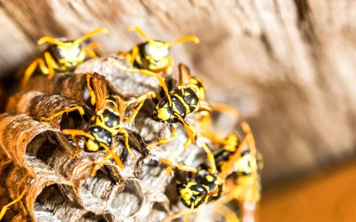 How to Get Rid of Wasps Under The Deck in 12 Easy Ways