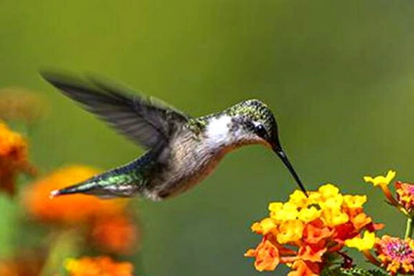 Do hummingbirds eat seeds