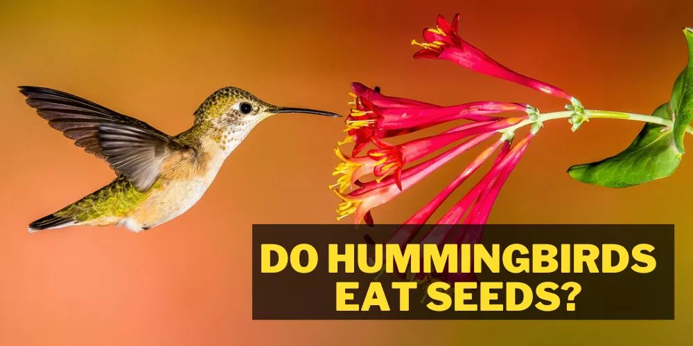 do hummingbirds eat seeds