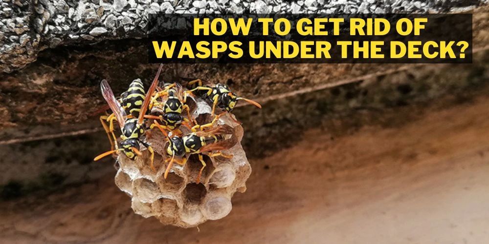 How to Get Rid of Wasps Under The Deck