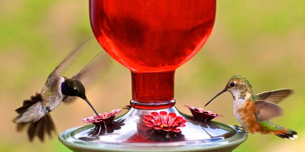 WHAT IS THE HEALTHIEST FOOD FOR A HUMMINGBIRD FEEDER?