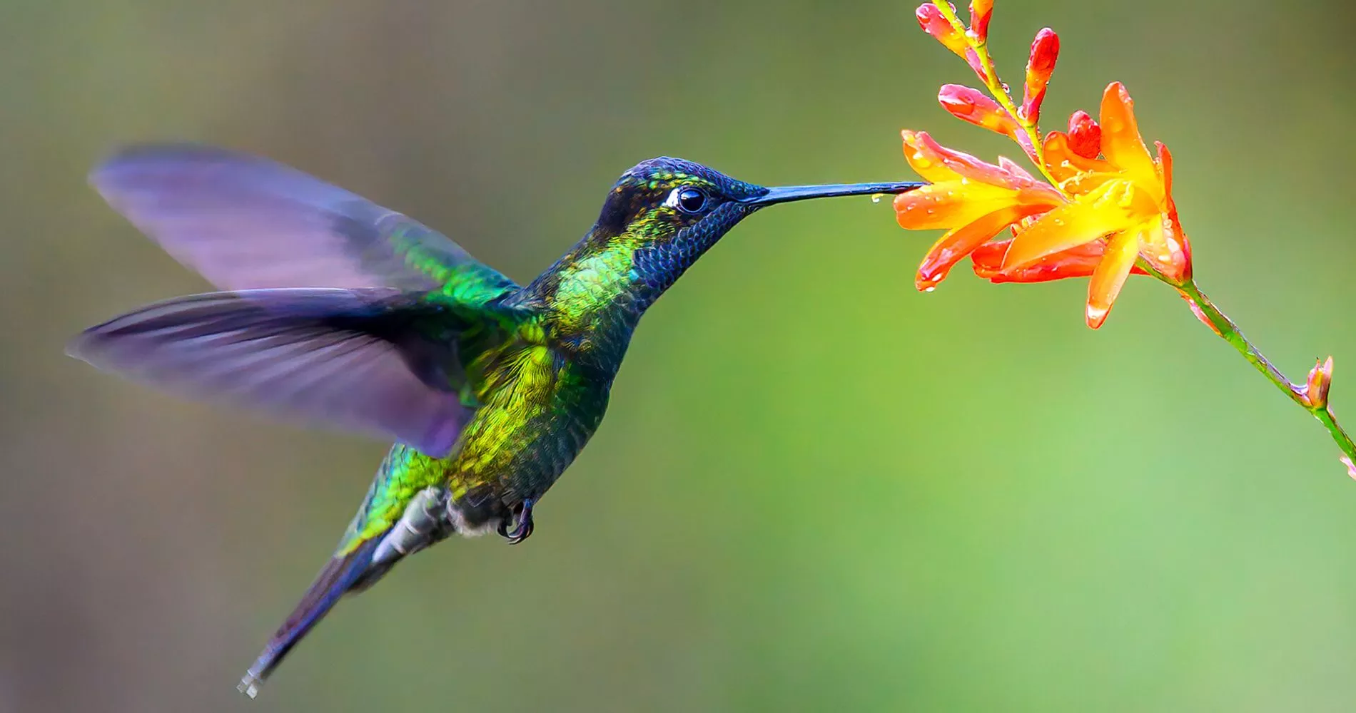 What is the Favorite Snack OF A HUMMINGBIRD?