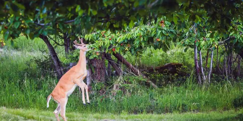 Can Deer Harm Your Walnut Trees