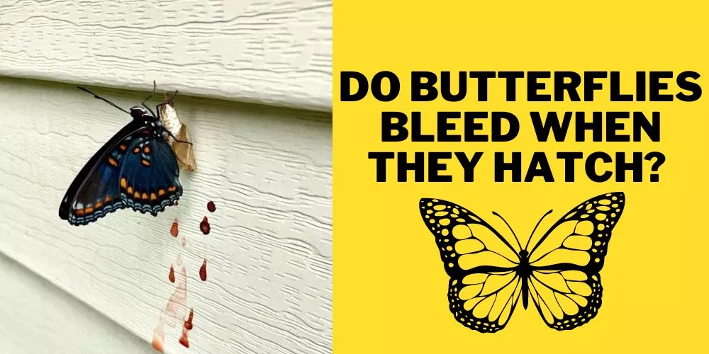 Do Butterflies Bleed When they Hatch explained