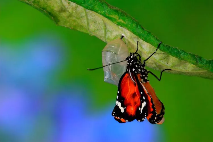 Do Butterflies Feel Pain During Hatching