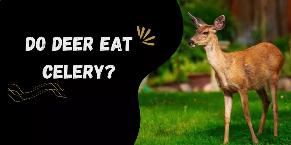 Do Deer Eat Celery explained
