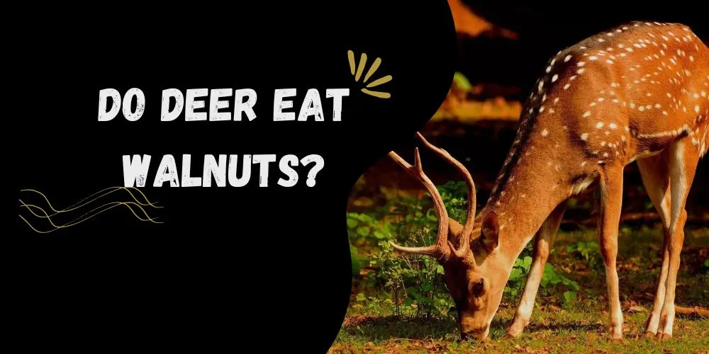 Do Deer Eat Walnuts: All You Need To Know