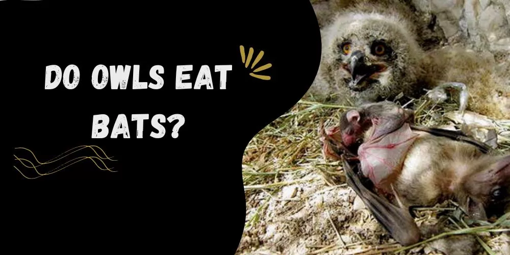 Do Owls Eat Bats? Explained