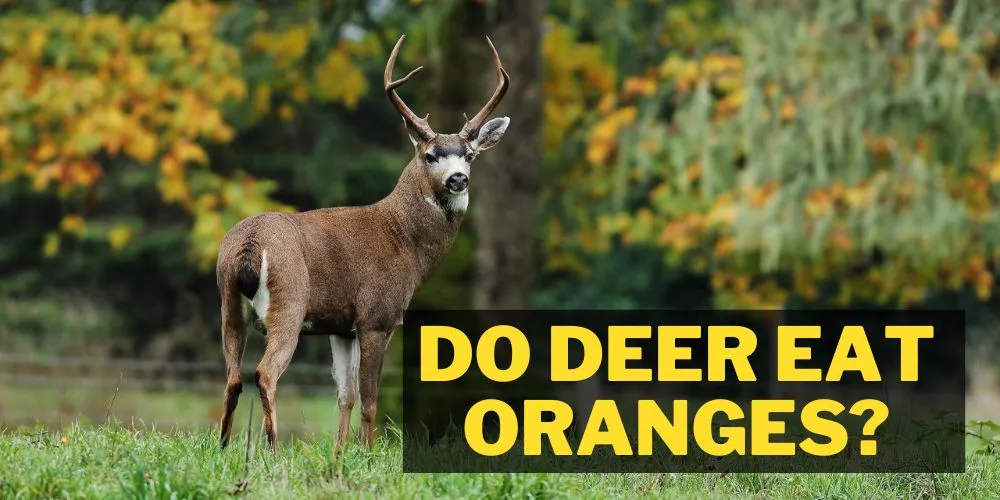 Do deer eat oranges: complete guide