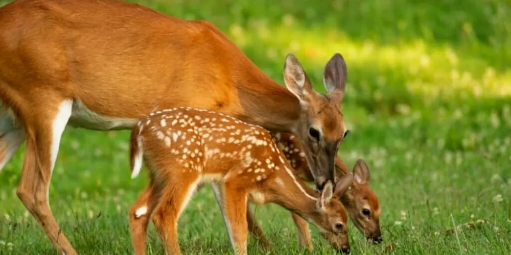 Do deer eat oranges? All You Need To Know