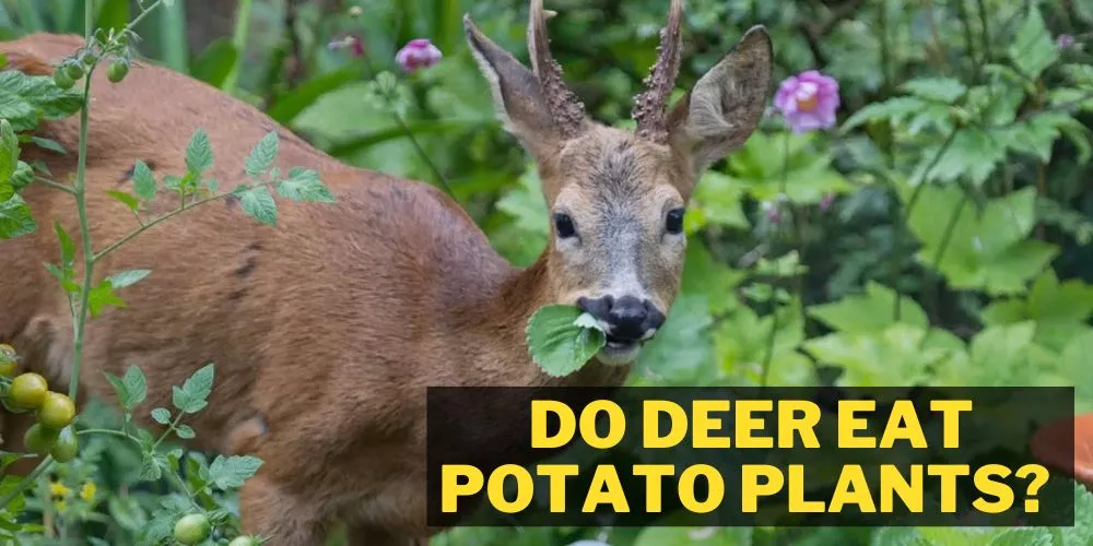 Do deer eat potato plants: All You Need To Know