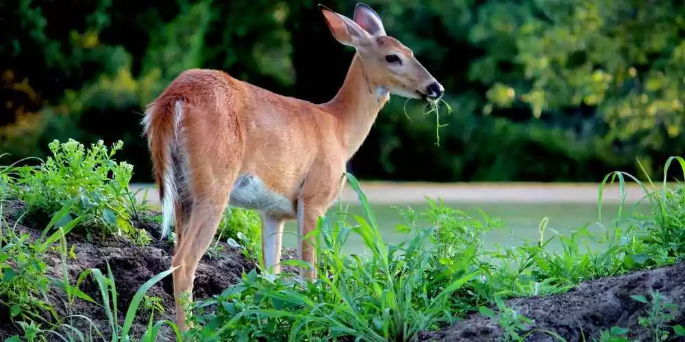 Do deer eat potato plants? all you need to know