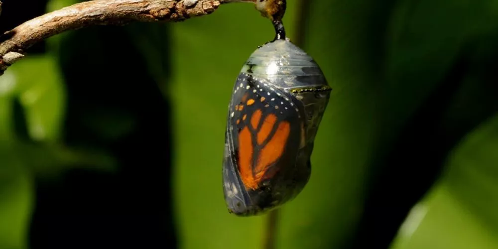 How Do I Know When A Butterfly Is Ready To Hatch