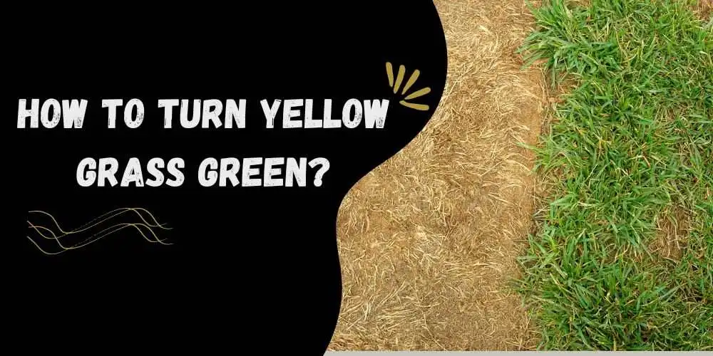 How To Turn Yellow Grass Green step by step guide