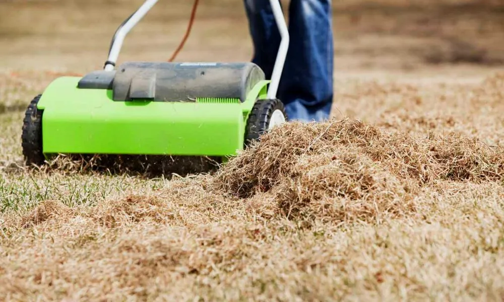 How do you get rid of thatch naturally by manually raking
