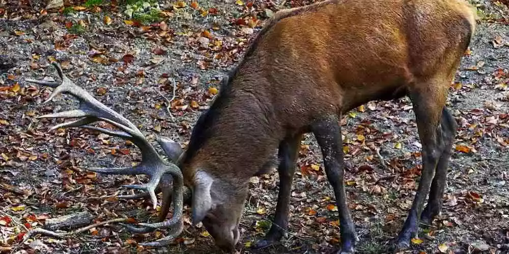 How to prevent deer from eating oranges: complete guide