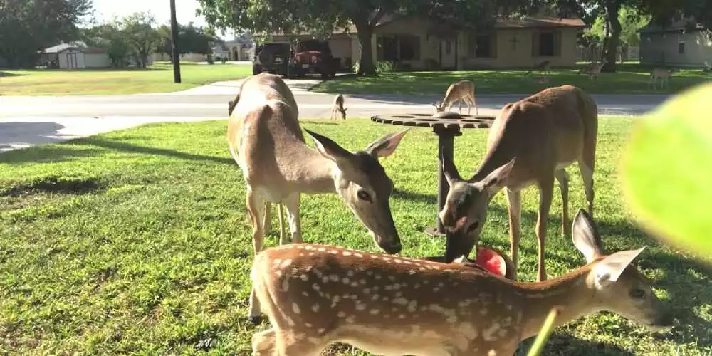 Is it Illegal to Feed Deer in Your Yard: Correct Answer