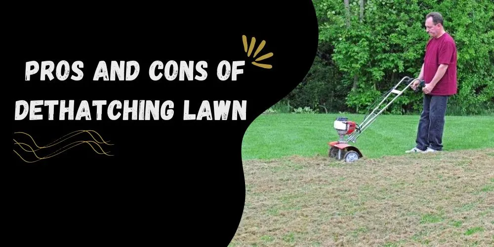 Pros and Cons of Dethatching Lawn: complete list