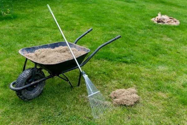 Pros and Cons of Dethatching Lawn: All You Need To Know