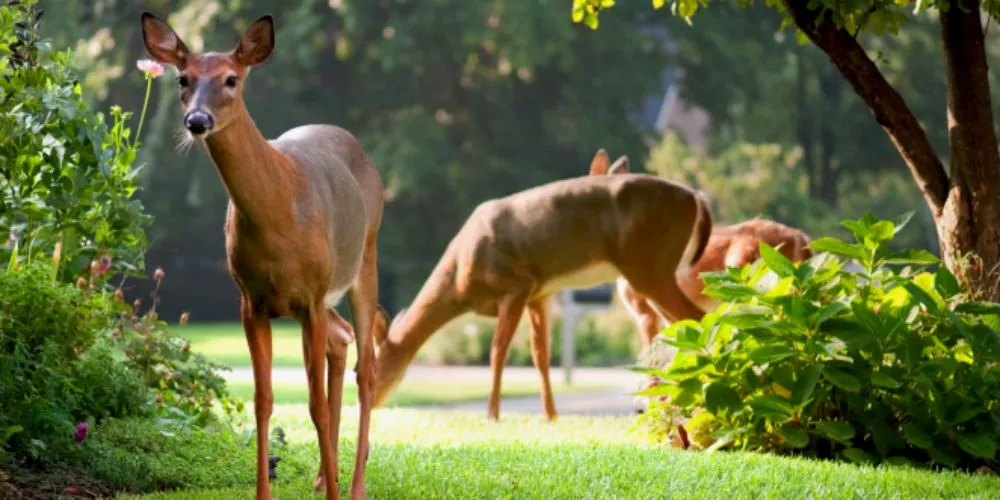 Should You Feed Deer in Your Backyard: What You Should Know
