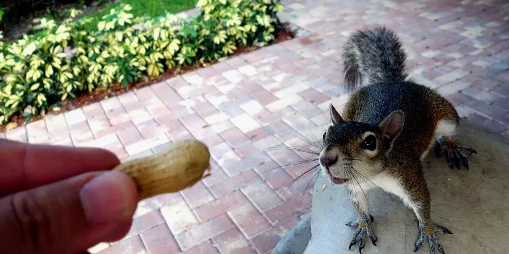 Should you feed squirrels in your yard: best answer