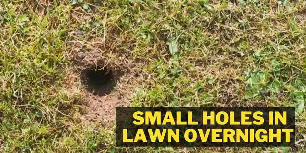 Small holes in lawn overnight reason and solution