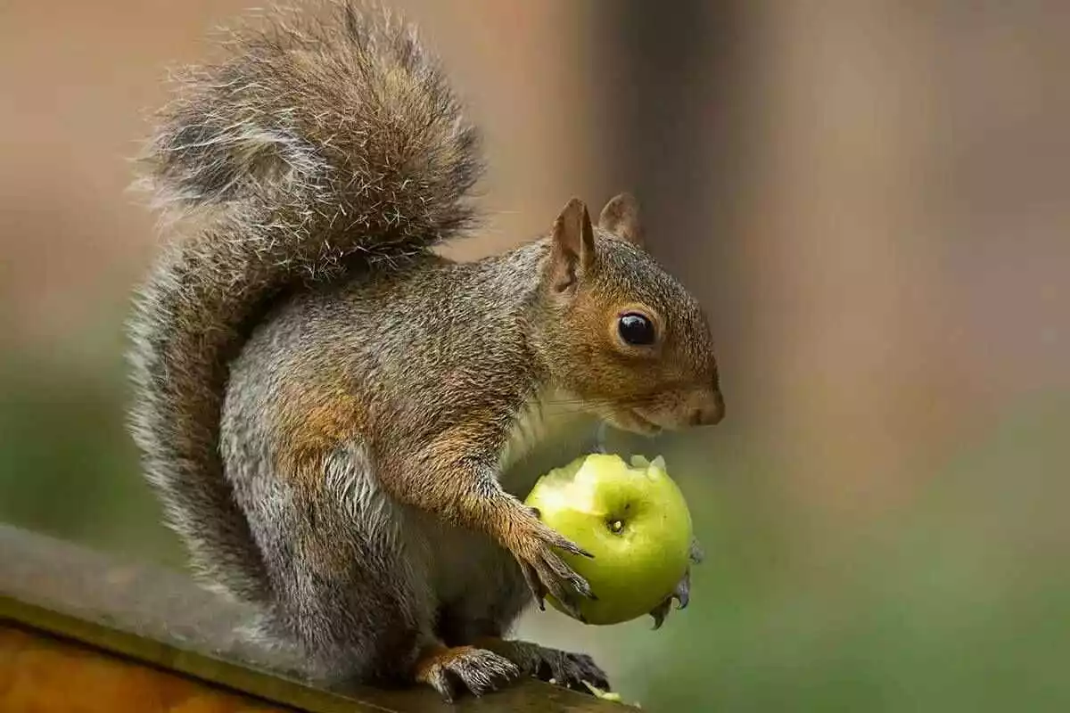 What Fruit Do Squirrels Eat