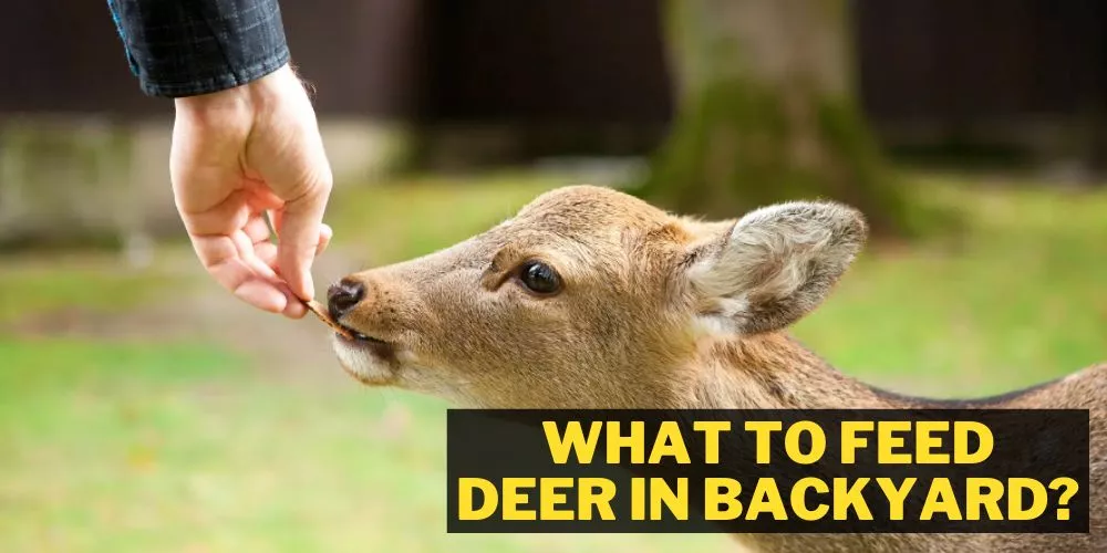 What To Feed Deer In Backyard: Complete Guide