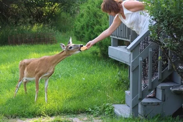 What To Feed Deer In Backyard: Complete Guide
