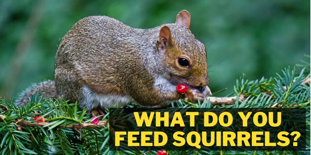 What do you feed squirrels: complete list