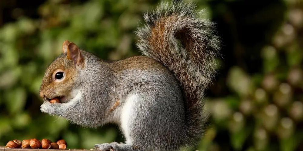 What do you feed squirrels: Detailed Food List