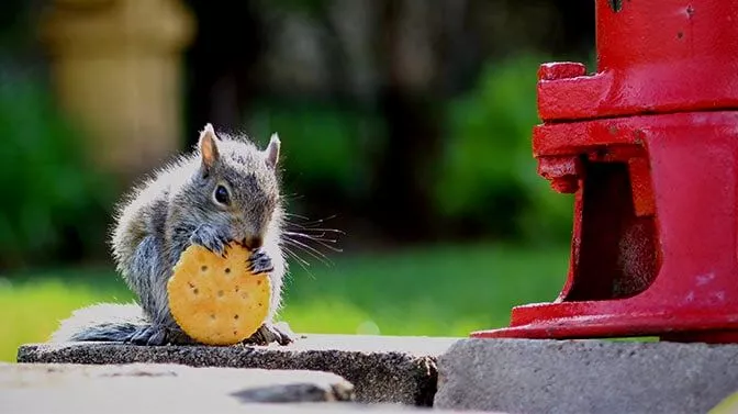 What human food can you feed squirrels complete list