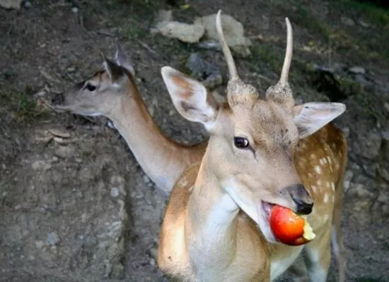 What is a deer's favorite fruit: complete list