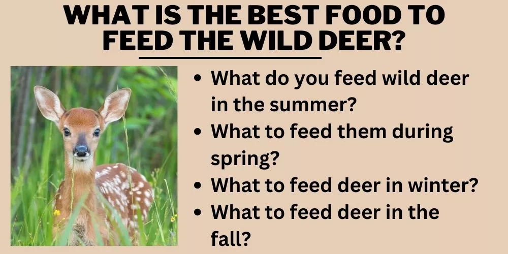 What is the best food to feed the wild deer In Different Seasons