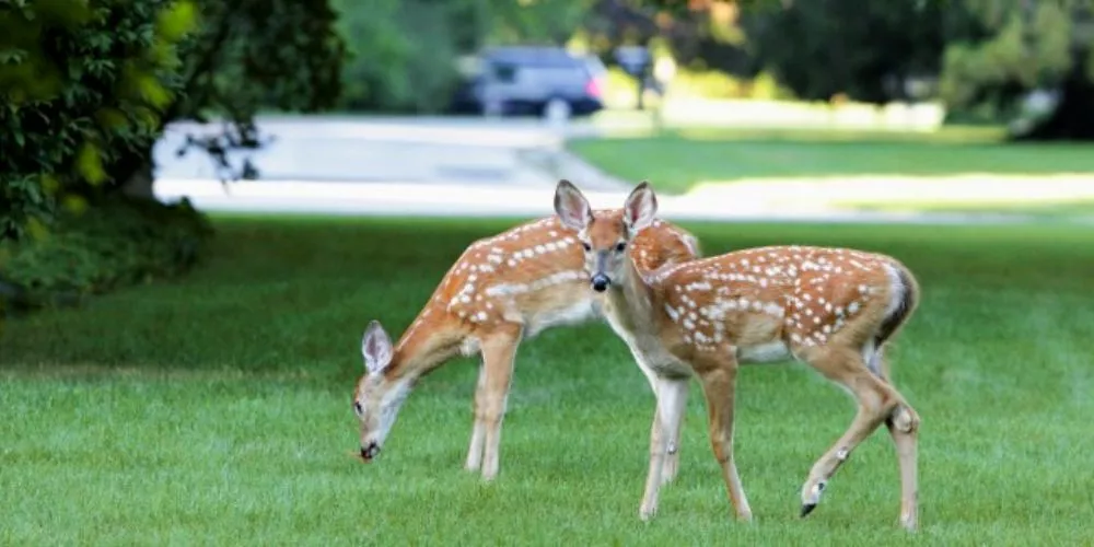 What to feed deer in the fall
