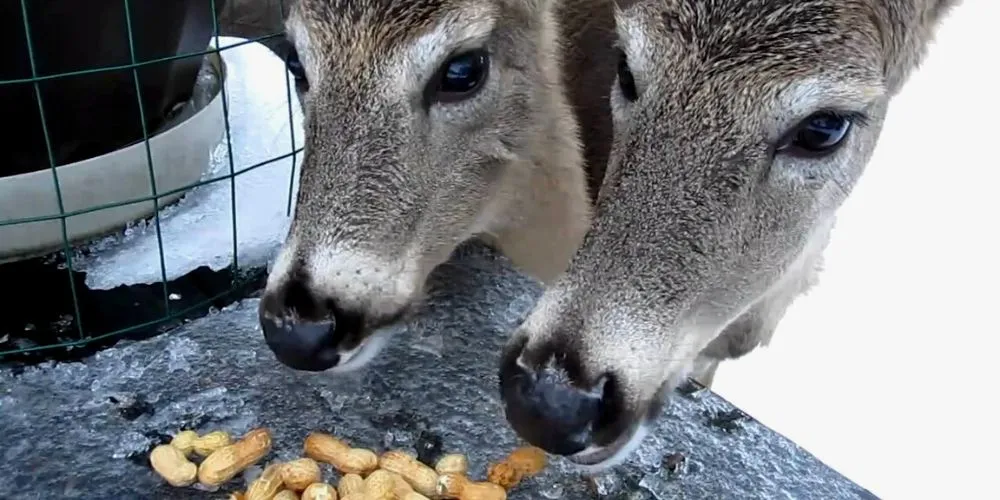 What kind of nuts do Deer eat: complete list