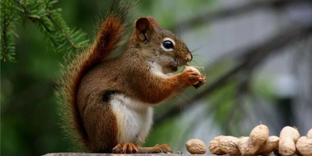 What nuts do squirrels eat