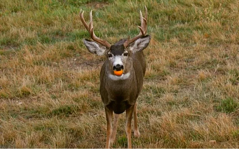 What type of oranges do deer like to eat: complete list