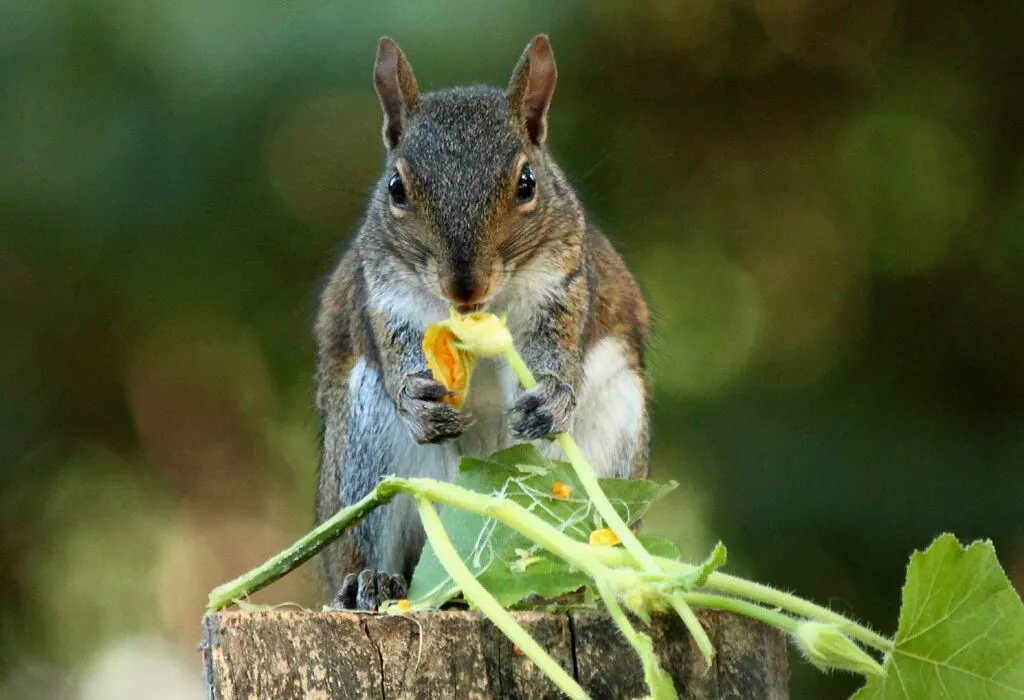 What vegetables can squirrels eat
