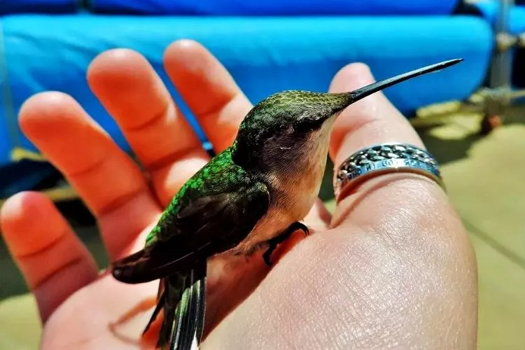 Can Hummingbirds Be Pets