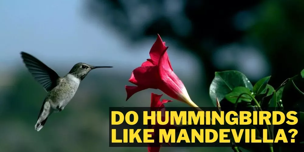 Do Hummingbirds Like Mandevilla the actual answer