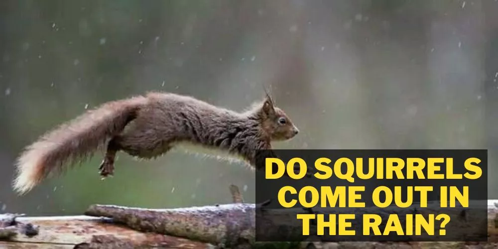 Do Squirrels Come Out In The Rain