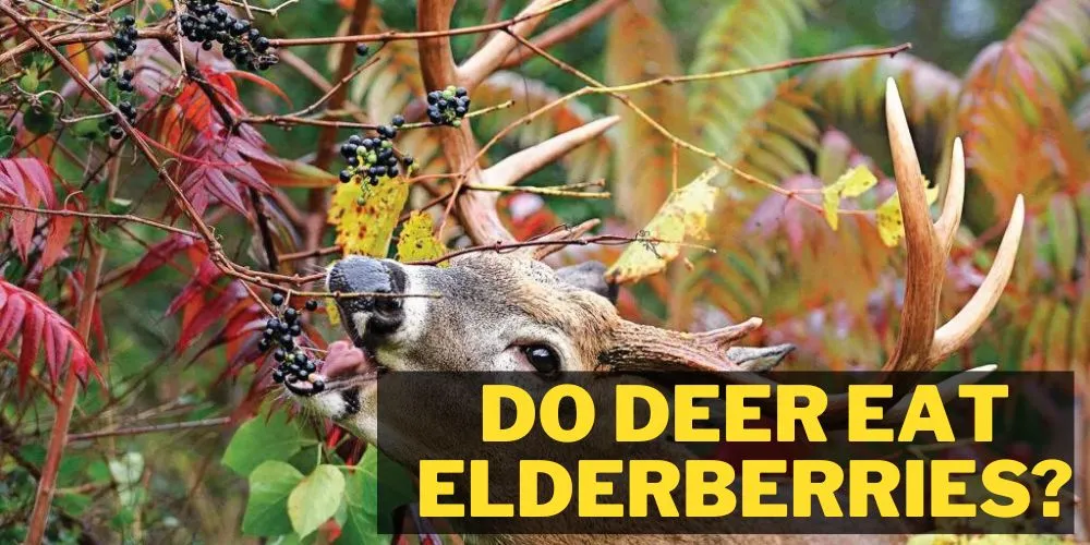 Do deer eat Elderberries