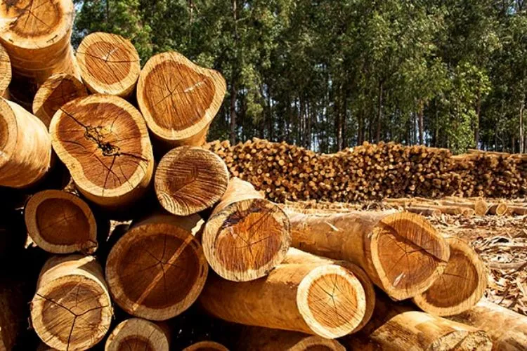 How do I know if my tree is good for firewood