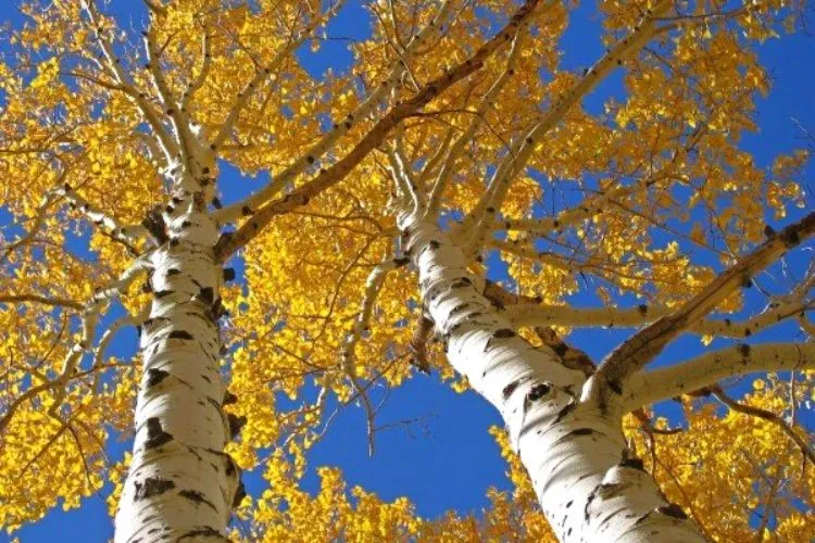 Is Aspen a good firewood? what you need to know