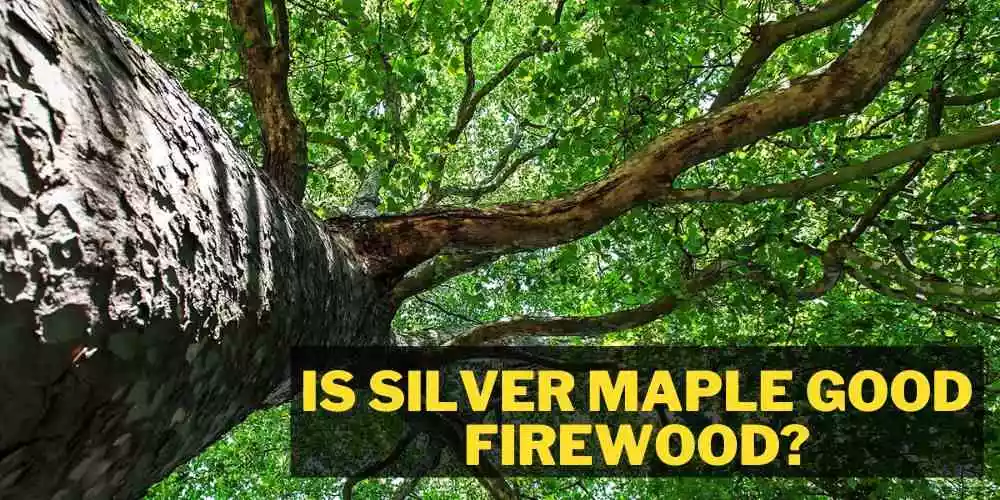 Is silver maple good firewood
