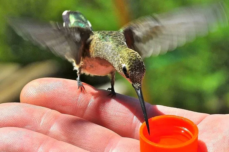 What Do You Feed A Pet Hummingbird