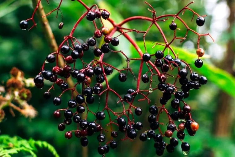 What wild animals eat elderberries