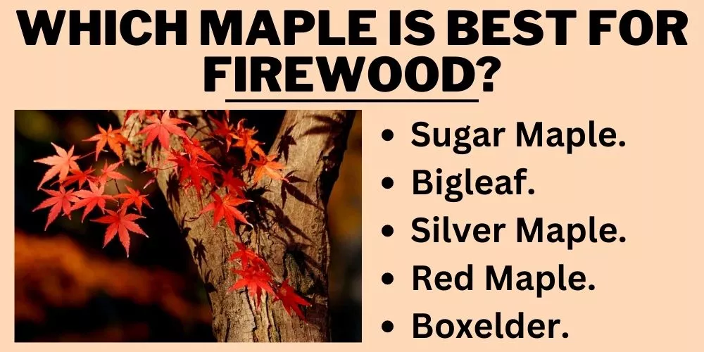 Which maple is best for firewood